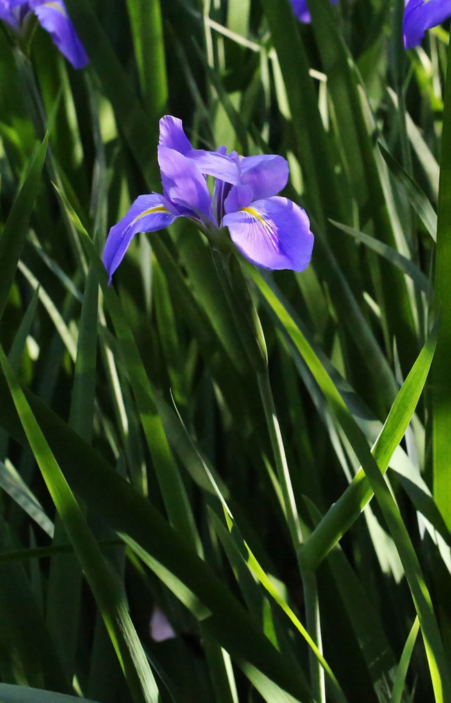 夏至次候 菖蒲華 あやめはなさく 山瀬理恵子のアス飯 日記 クックパッドブログ