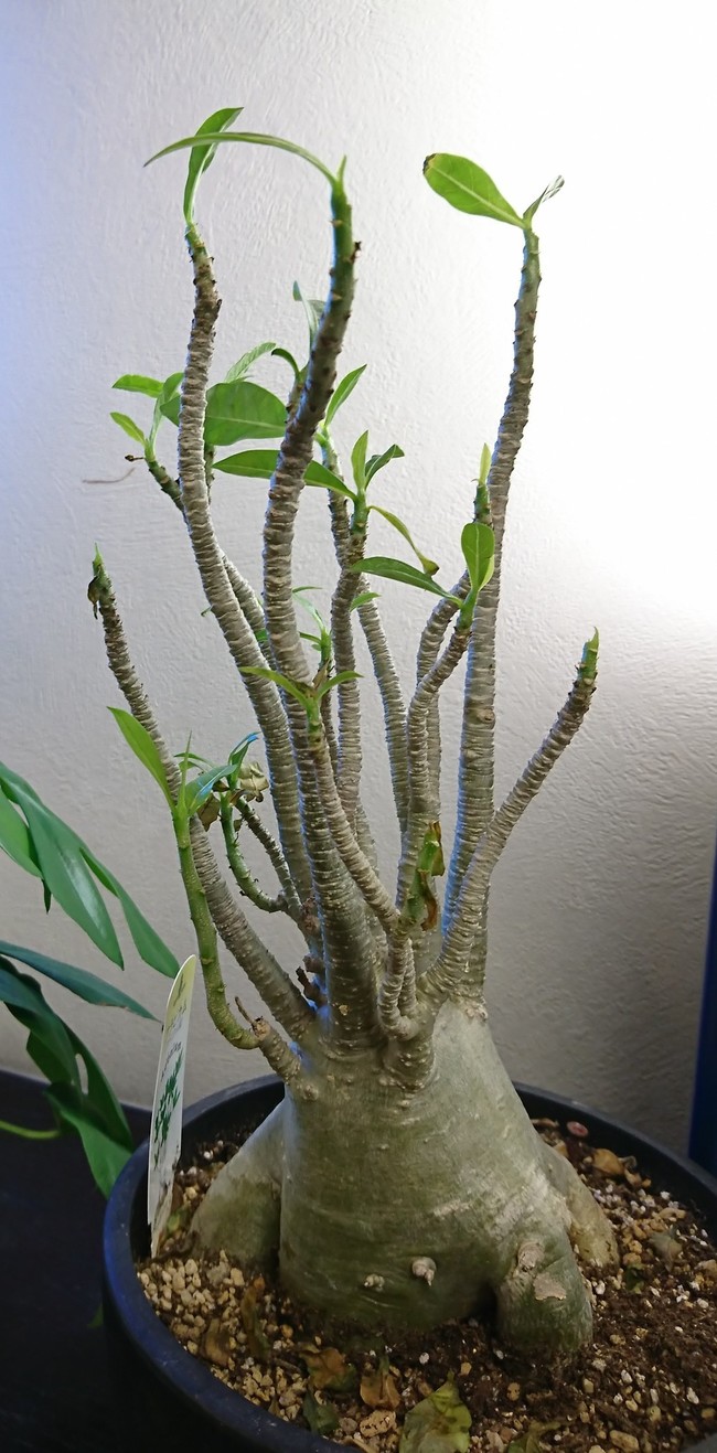 大きな百合の花と面白い植物 そして れいぴん ぽちぽち日記 クックパッドブログ