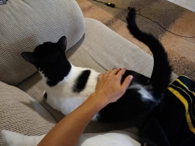 見つめ合う二人 二匹 犬のサニーと猫のバンちゃん クックパッドブログ 見つめ合う二人 二匹 犬のサニーと猫のバンちゃん クックパッドブログ