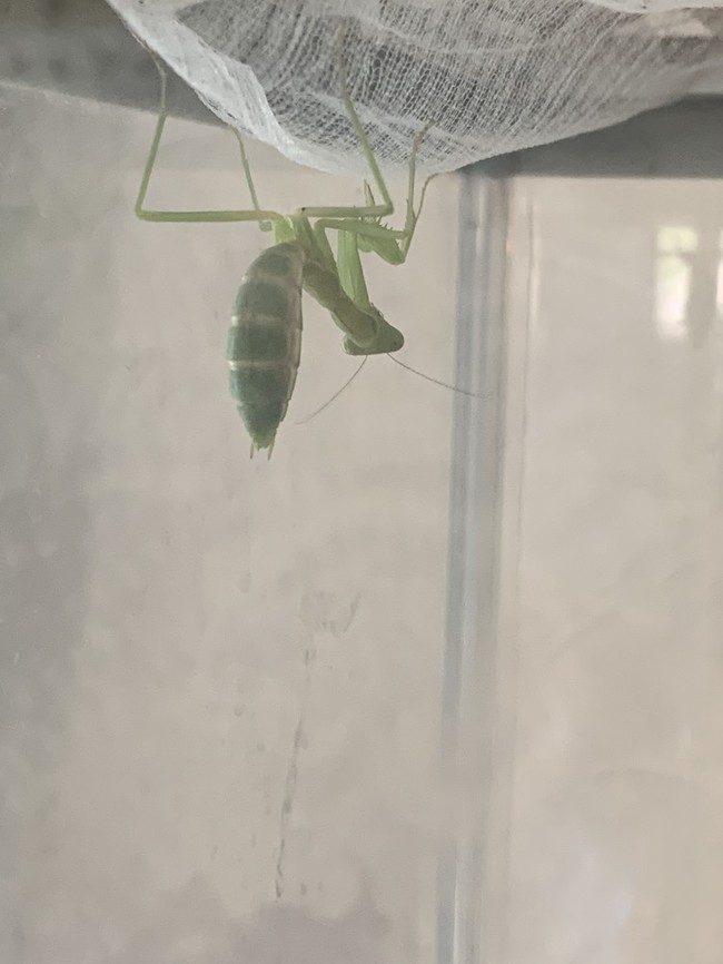 カマキリ飼育 今日ものんびり日和 クックパッドブログ