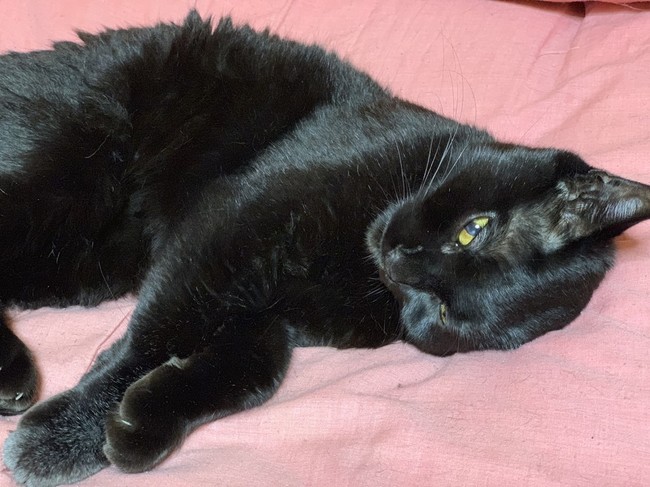 Vol.299 黒猫の顔洗いとトマトのホイル焼き - 黒猫放浪記