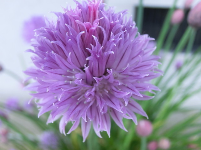 春の花 アサツキ 浅葱 花芽が上がる前に 福井のおじじの旨い食材探し クックパッドブログ