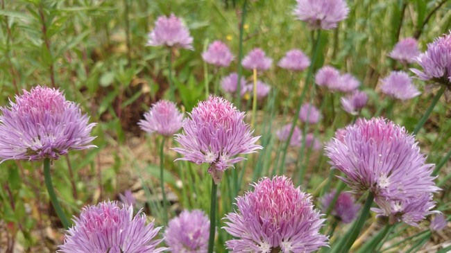 春の花 アサツキ 浅葱 花芽が上がる前に 福井のおじじの旨い食材探し クックパッドブログ