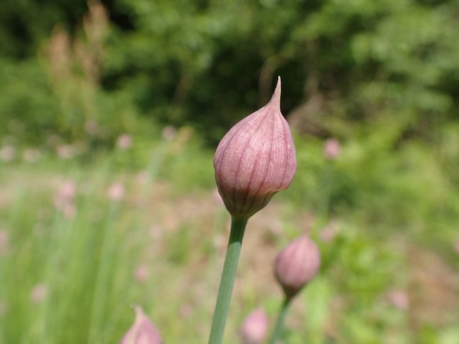 春の花 アサツキ 浅葱 花芽が上がる前に 福井のおじじの旨い食材探し クックパッドブログ