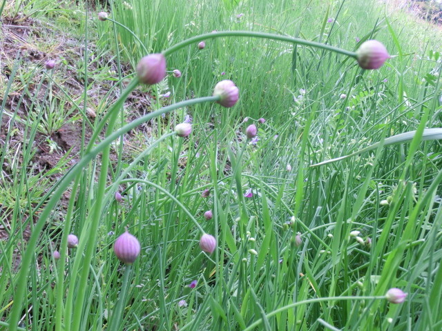 春の花 アサツキ 浅葱 花芽が上がる前に 福井のおじじの旨い食材探し クックパッドブログ