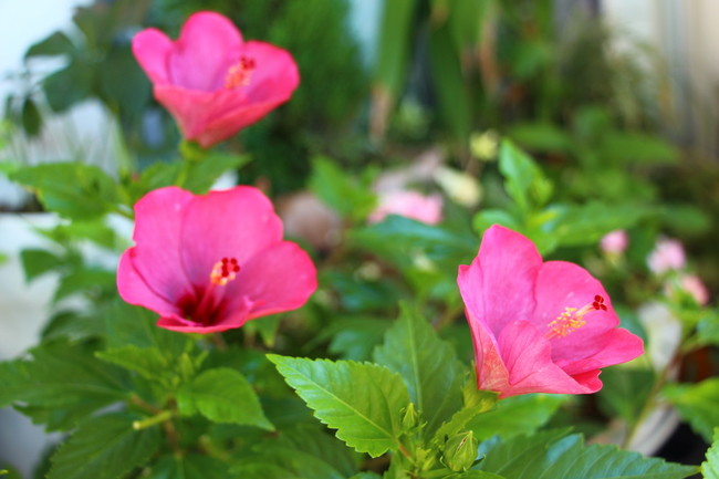 陰険なアタシ 2 ｹﾞﾛ爆弾 328 猫と植物 時々アタシ クックパッドブログ