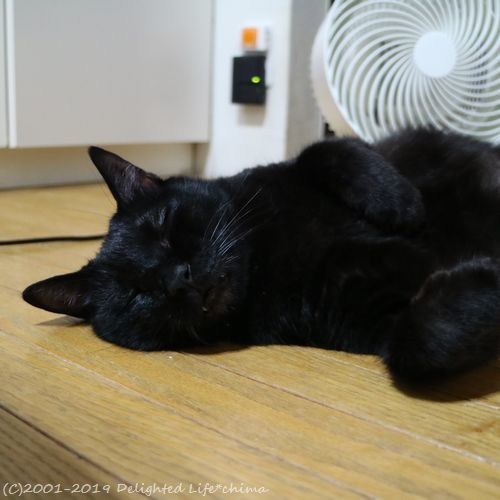 舐めすぎてハゲてるへそ天君 わが家のお猫様 Delighted Life クックパッドブログ
