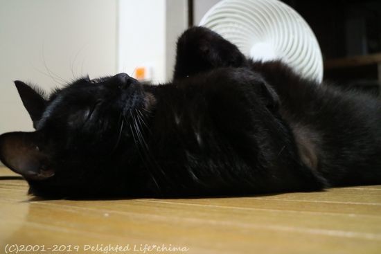舐めすぎてハゲてるへそ天君 わが家のお猫様 Delighted Life クックパッドブログ