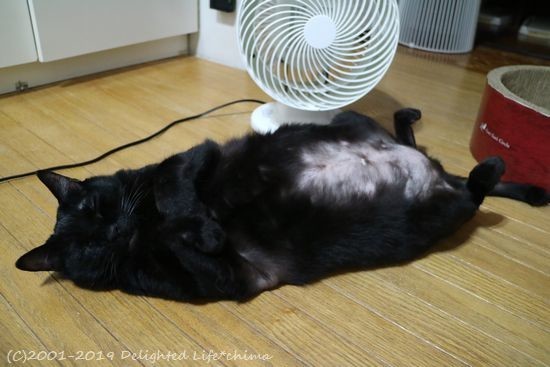舐めすぎてハゲてるへそ天君 わが家のお猫様 Delighted Life クックパッドブログ