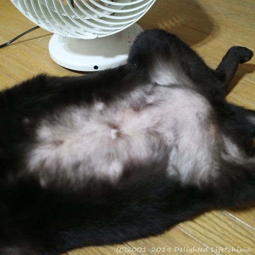 舐めすぎてハゲてるへそ天君 わが家のお猫様 Delighted Life クックパッドブログ