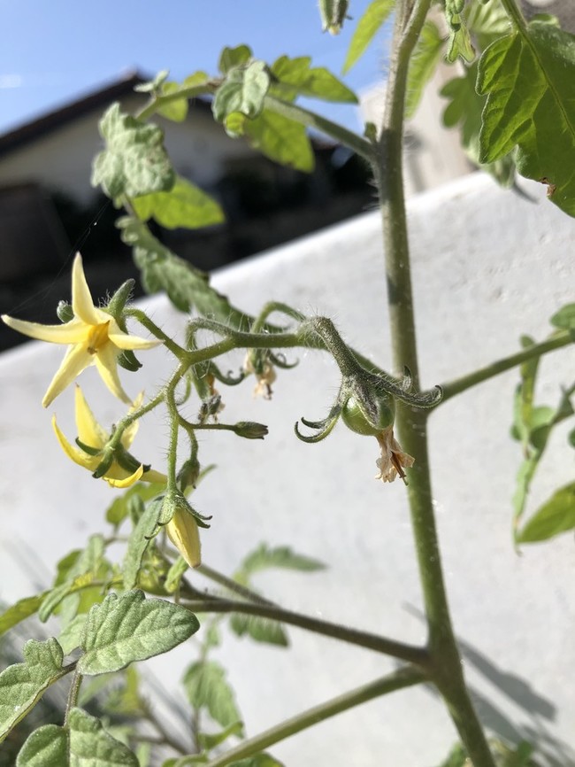 トマトからトマト おいしい笑顔が見たくて クックパッドブログ