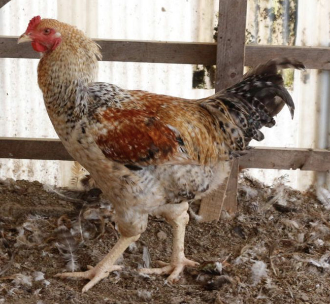 愛媛新聞 愛媛catv共同事業企画 ひめっこ地鶏 山瀬理恵子のアス飯 日記 クックパッドブログ