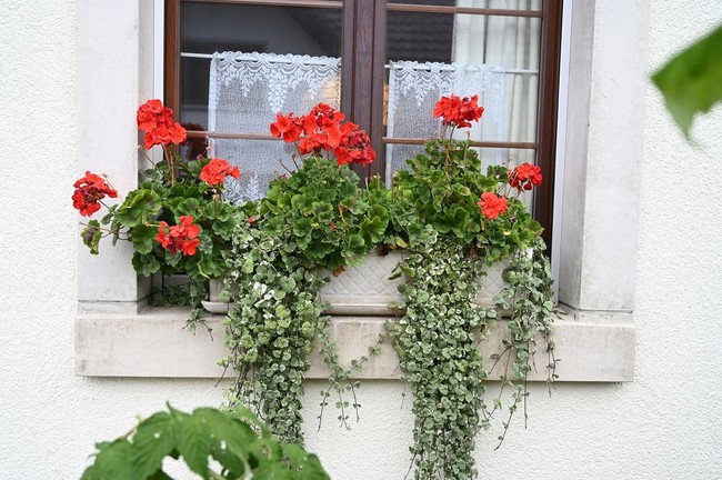 もうすぐクリスマス ブランディの雑記 クックパッドブログ