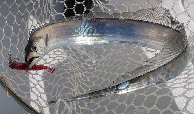 ボート釣り 五目釣り ゆりyo船長 お魚love クックパッドブログ