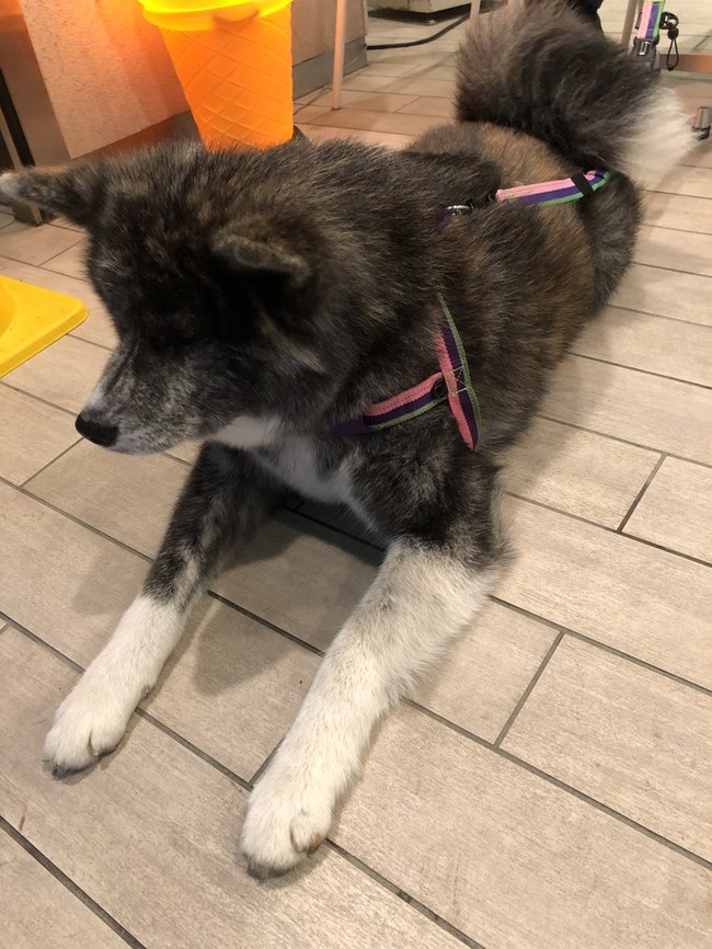 秋田犬 美味しさ満点ブログ クックパッドブログ 秋田犬 美味しさ満点ブログ クックパッドブログ