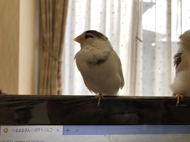 ペコの片足バランスチャレンジ よよよさん のケトジェニック日記 クックパッドブログ