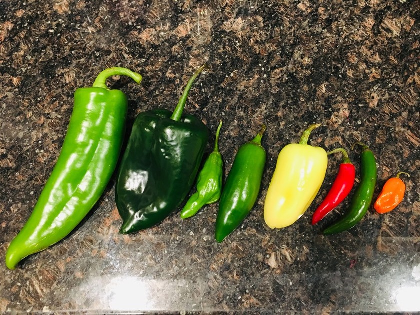 唐辛子いろいろ ざりがにブログ クックパッドブログ