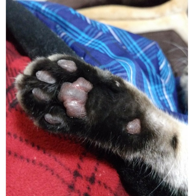 🐾肉球🐾 - 赤い電話の猫と夫婦と桃色暮らし  クックパッドブログ