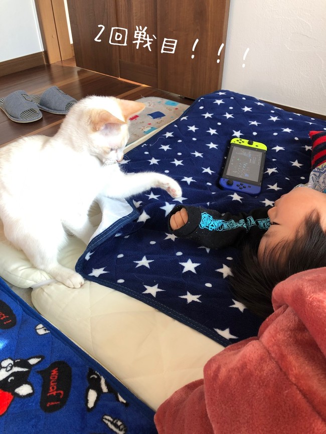 猫の想うところ おいしい笑顔が見たくて クックパッドブログ