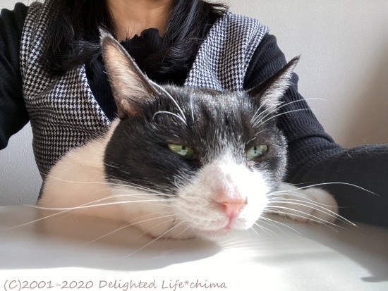 おこたでテレビ～わが家のお猫様 - Delighted Life  クックパッドブログ