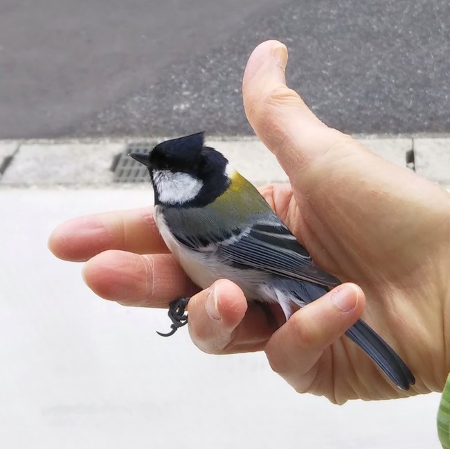 シジュウカラもふもふ ゆりyo船長 お魚love クックパッドブログ