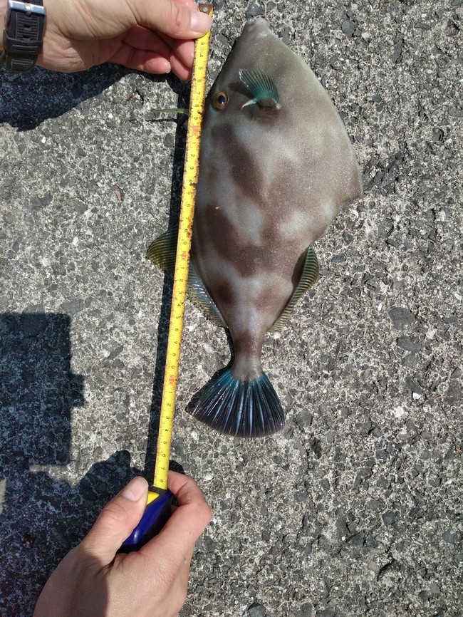 主人 の釣果 34 のハギ の煮付け を愛娘 に送るの巻 Q Minmo2 2 食の想い出日記 クックパッドブログ