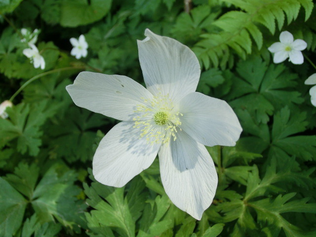 春の花 一輪草 二輪草と比べると 福井のおじじの旨い食材探し クックパッドブログ