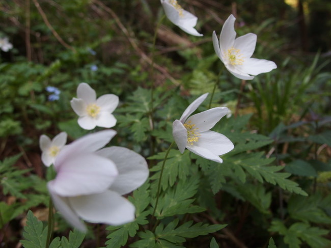 春の花 一輪草 二輪草と比べると 福井のおじじの旨い食材探し クックパッドブログ 春の花 一輪草 二輪草と比べると 福井のおじじの旨い食材探し クックパッドブログ