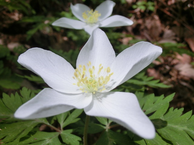 春の花 一輪草 二輪草と比べると 福井のおじじの旨い食材探し クックパッドブログ 春の花 一輪草 二輪草と比べると 福井のおじじの旨い食材探し クックパッドブログ