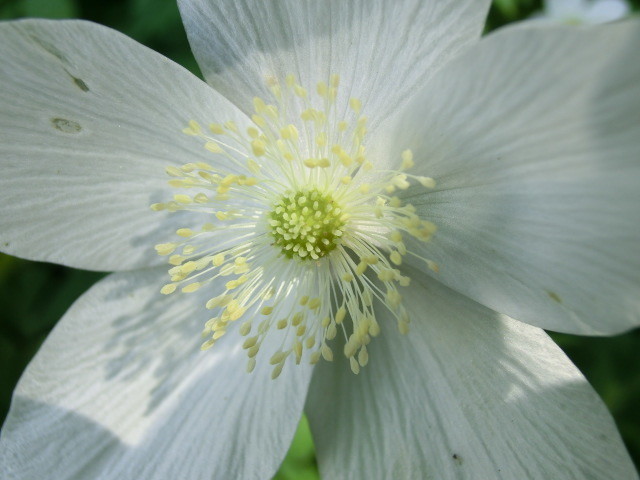 春の花 一輪草 二輪草と比べると 福井のおじじの旨い食材探し クックパッドブログ 春の花 一輪草 二輪草と比べると 福井のおじじの旨い食材探し クックパッドブログ