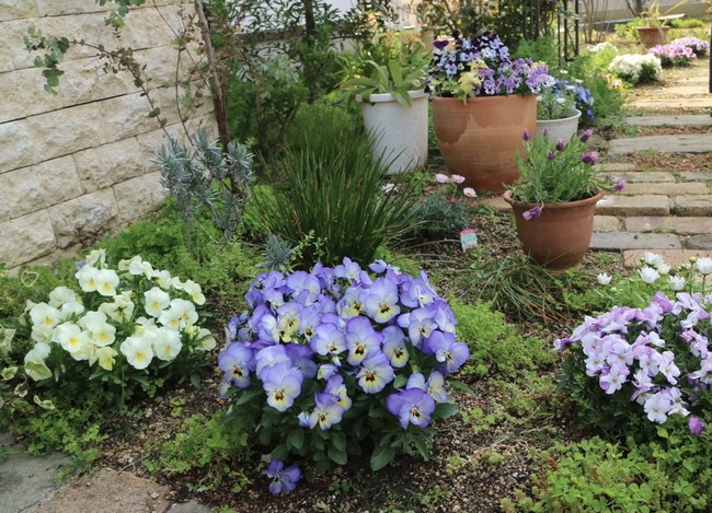 庭の花がきれいなのに 寂しい春です ひとひらの葉っぱ クックパッドブログ 庭の花がきれいなのに 寂しい春です ひとひらの葉っぱ クックパッドブログ