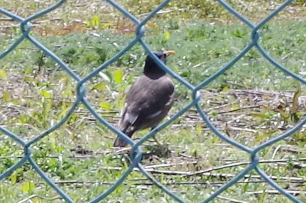 鳥の名前 追記あり I Yokanのごはん日記 クックパッドブログ