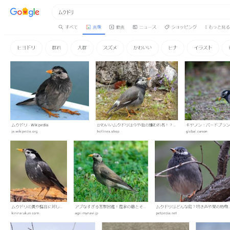 鳥の名前 追記あり I Yokanのごはん日記 クックパッドブログ