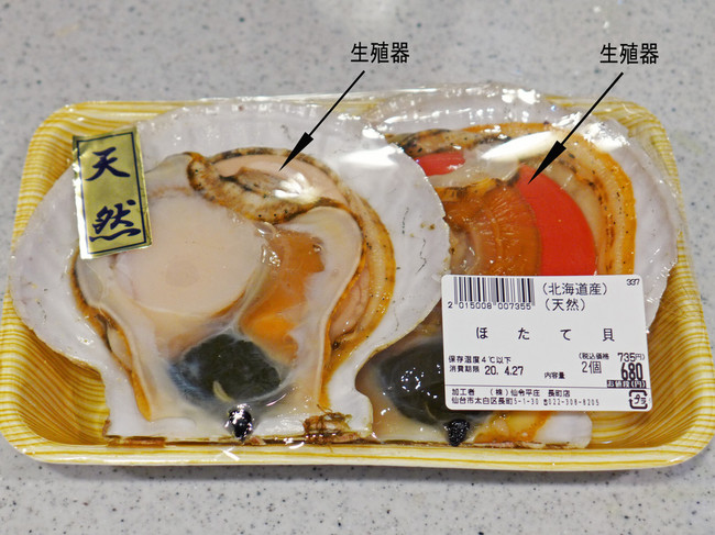 ホタテ貝 オス メスの見分け方 クックｇｏｎｂａｏの料理メモ クックパッドブログ