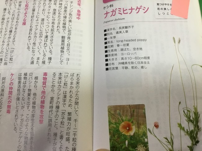 アグネスチャンの強さは ひなげし Yumi4551のごはん日記 クックパッドブログ