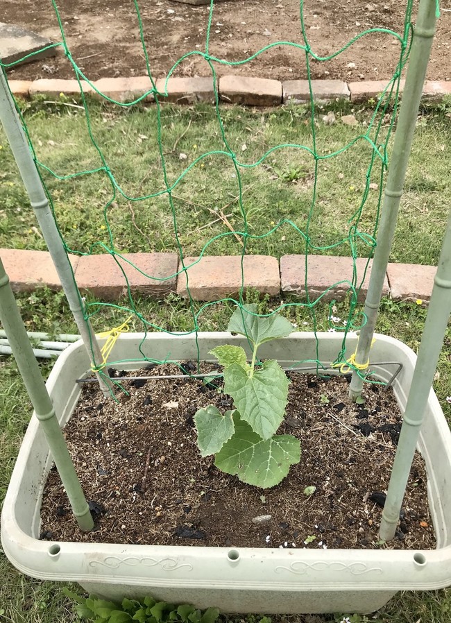 スイカとメロンを植えました かかし79のごはん日記 クックパッドブログ