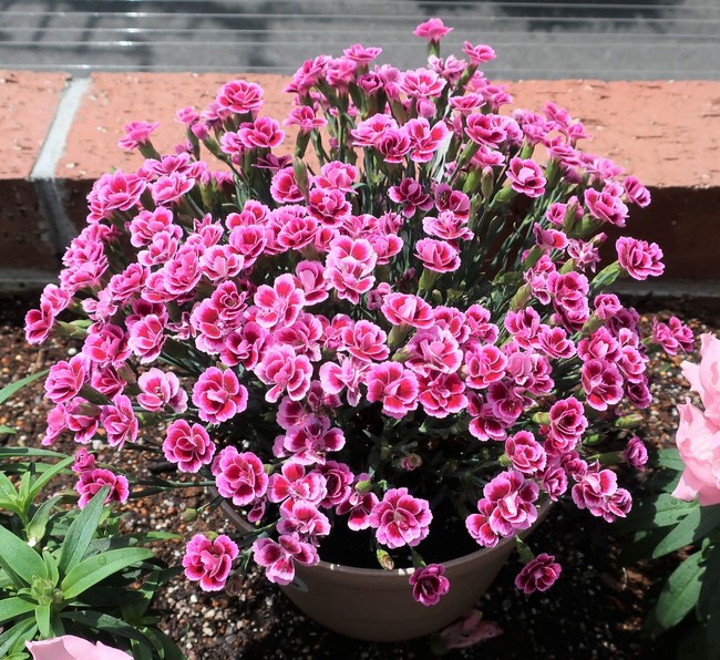5月の花壇は満開御礼 ゆりyo船長 お魚love クックパッドブログ