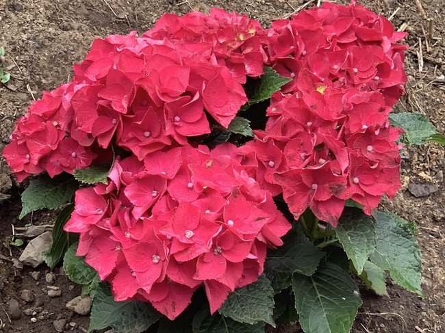 Vol 344 真っ赤な紫陽花 黒猫放浪記 クックパッドブログ