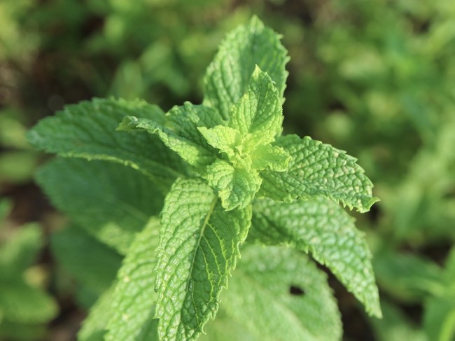 ハーブと共に暮らす ミントシロップ ひとひらの葉っぱ クックパッドブログ