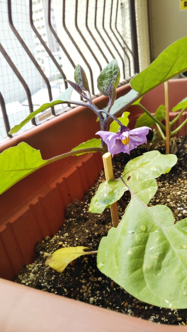 茄子の花が咲きました 実がなるの楽しみです Leytanブログ クックパッドブログ