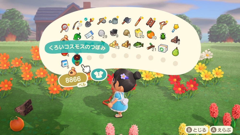 あつ森 黒コスモス咲いた ゆみのすけの日常 クックパッドブログ