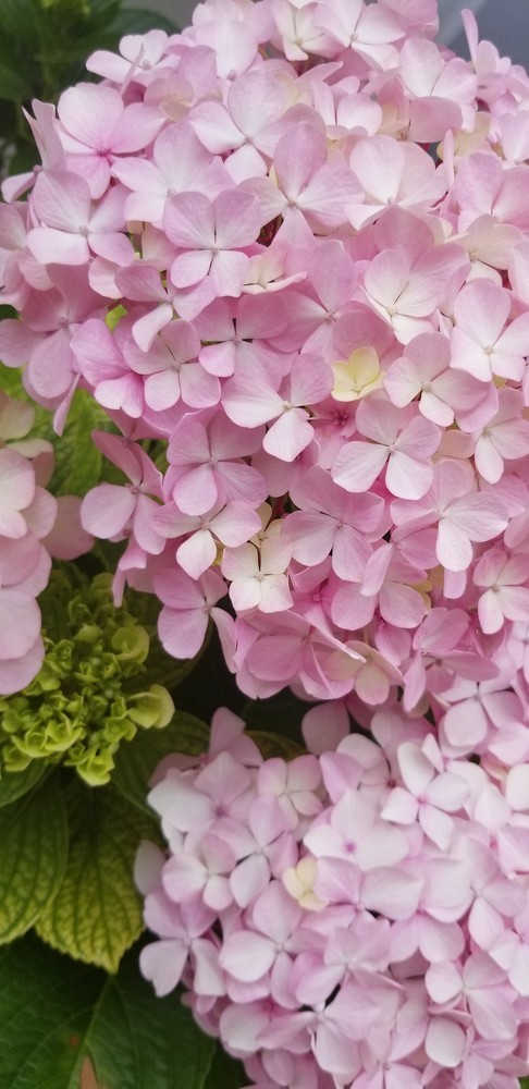 紫陽花ってとても可愛い I Love My Family クックパッドブログ