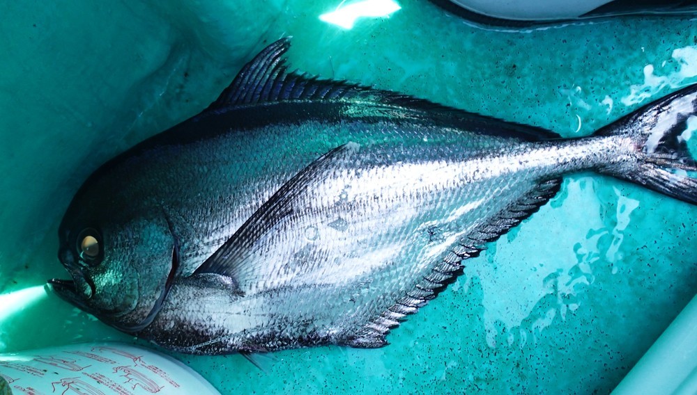 お魚勝手にランキング マズい魚編 ゆりyo船長 お魚love クックパッドブログ