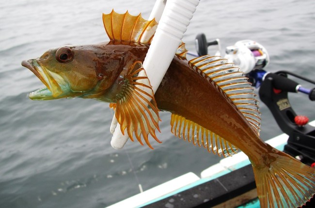 お魚勝手にランキング マズい魚編 ゆりyo船長 お魚love クックパッドブログ