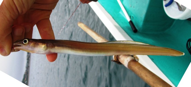 お魚勝手にランキング マズい魚編 ゆりyo船長 お魚love クックパッドブログ