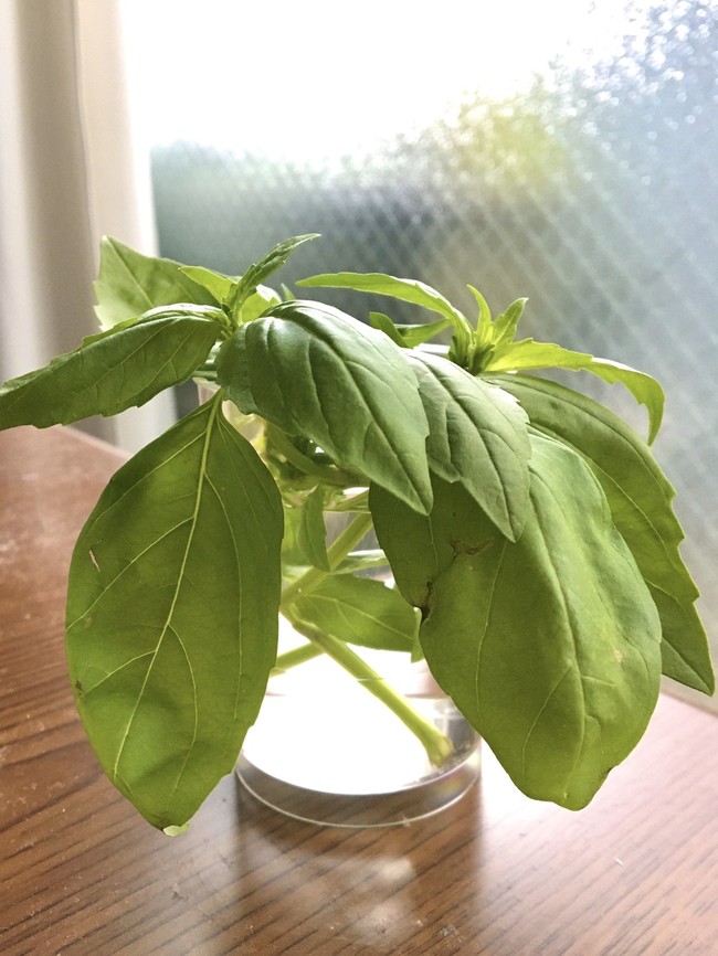スーパーで買ったバジルを増やす 動画付き Basil Is Growing 動画付き料理ブログ クックパッドブログ