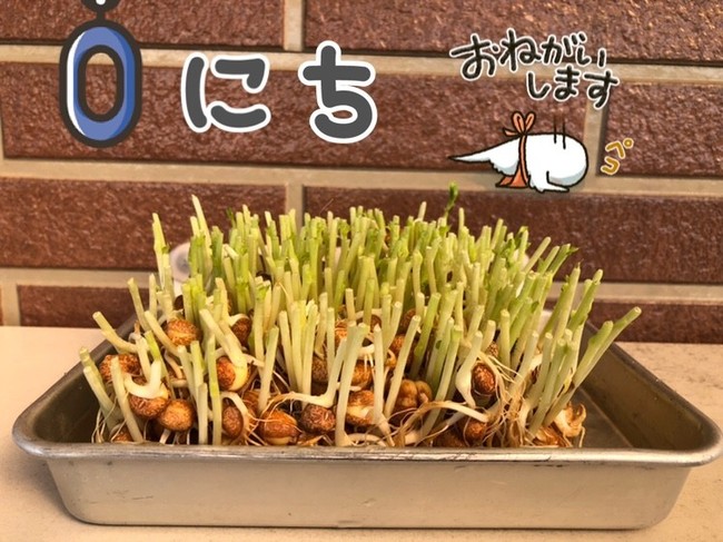 豆苗の成長記録 なっち船長 気楽にね クックパッドブログ