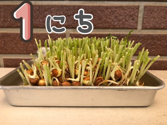 豆苗の成長記録 なっち船長 気楽にね クックパッドブログ