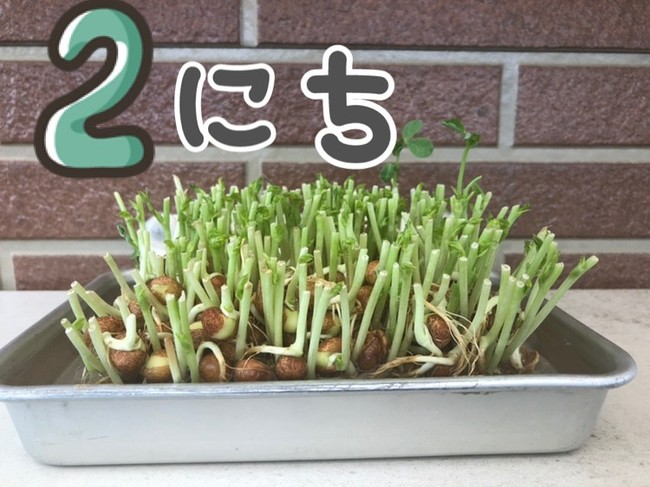 豆苗の成長記録 なっち船長 気楽にね クックパッドブログ