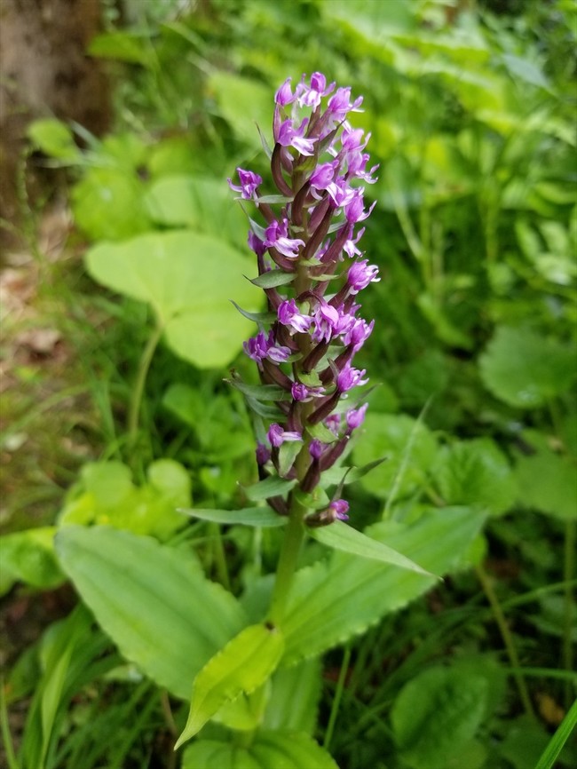 6月日は石川県の白峰地区の花散歩 白山高山植物園 福井のおじじの旨い食材探し クックパッドブログ